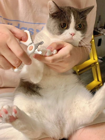 《Pawsome Nail Care: A Guide to Keeping Your Cat's Nails in Tip-Top Shape》