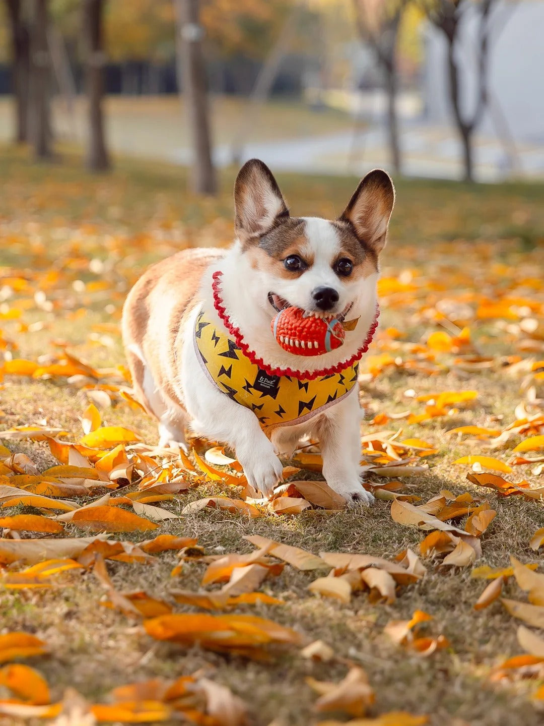 Pet chew ball series