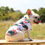 Small and Medium-sized Dogs Beach Pineapple Shirt Hawaiian Pet Dog Cat Golden Retriever Spring and Summer Thin Clothing